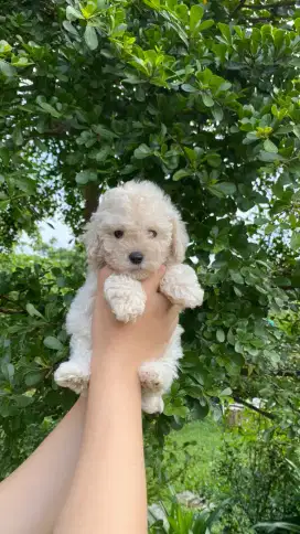 Apricot Light Toy Poodle Male & Female