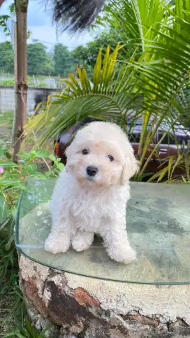 Apricot Light Toy Poodle Kosongan ( Pure Breed Poodle )