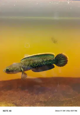 Channa Stewarti Display