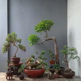 Bonsai hias cantik ada 9 pohon
