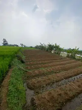 SAWAH DIJUAL – LOKASI STRATEGIS DI BOGOR!