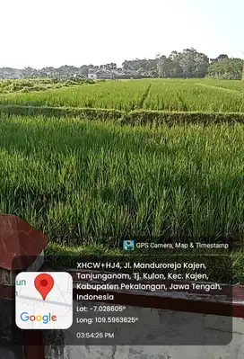 Tanah emas di barat alun2 kajen