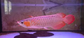 IKAN ARWANA dan Pri 2 ekor