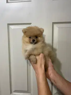 Super minipom jantan sable