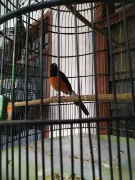 Dijual burung murai medan,bunyi...