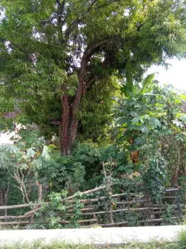 Jual tanah warisan lokasi madiun.
