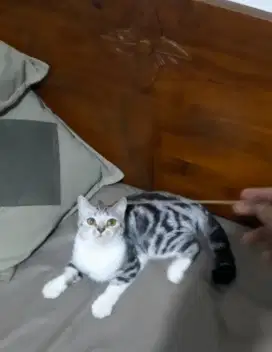 La BSH betina 11bulan