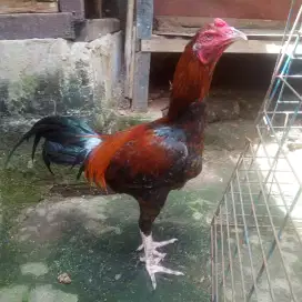 Ayam jenis Mangon x pakhoy