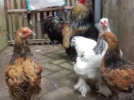 Ayam Brahma Gold Leced