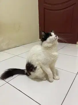 Lepas adop kucing jantan persia