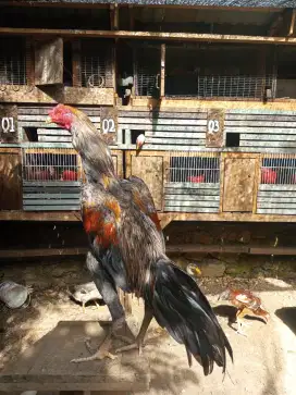 Ayam koytrad muda