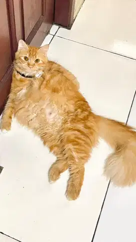 Lepas adop kucing persia betina