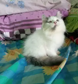 Kucing persia/jantan/2.5 bulan