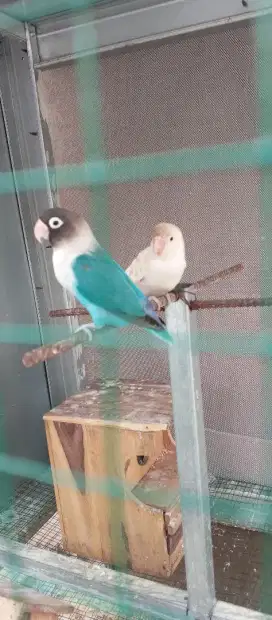 Lovebird Sepasang Produksi
