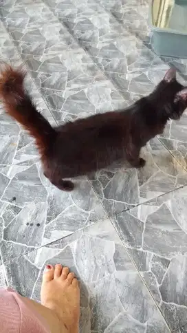 Dibutuhkan ART serabutan & mengurusi kucing