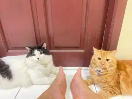 Lepas adop sepasang kucing persia jantan dan betina