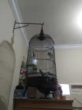 Kandang lovebird