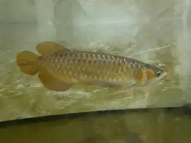 ikan arwana super red