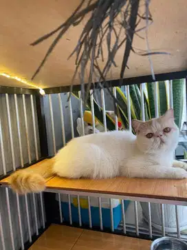 KUCING PEAKNOSE EXOTIC SHORTHAIR
