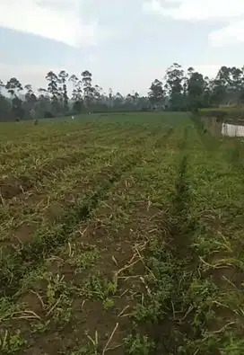 Tanah kebun pangalengan murah bisa masuk mobil