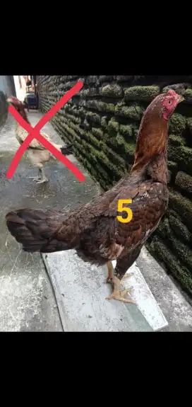 Ayam betina koytrad pkul keras drumben