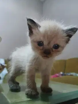RAS CAMPURAN BSH DAN RAGDOLL