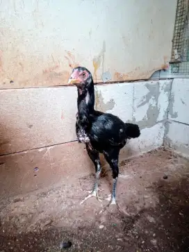 AYAM ADU BIANG KHOYTRAD F1 KAHEMANFARM