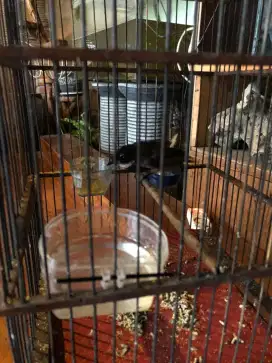 Burung kipas ngepor bunyi semaunya cocok aviary