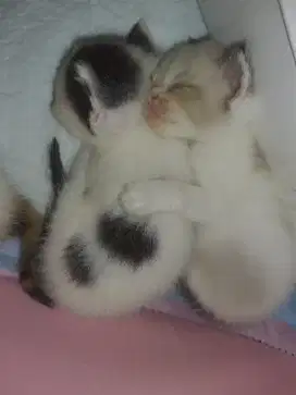 KUCING MIXBREED RAGDOLL DAN BSH