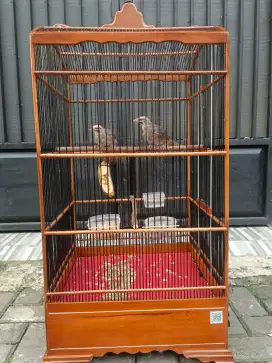 Cucak Rowo Muda Trah Hutan