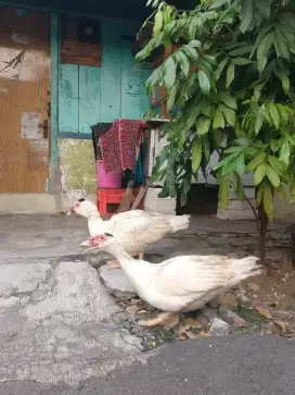 Di jual 2 ekor entok mentok bebek