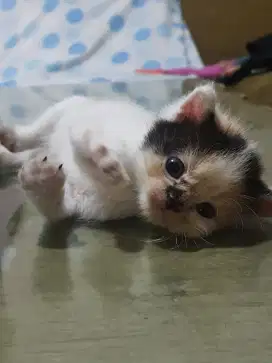 LEPAS ADOPSI KUCING RAS MIXBREED