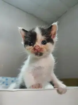 SAPI JANTAN MIXBREED BSH DAN RAGDOLL