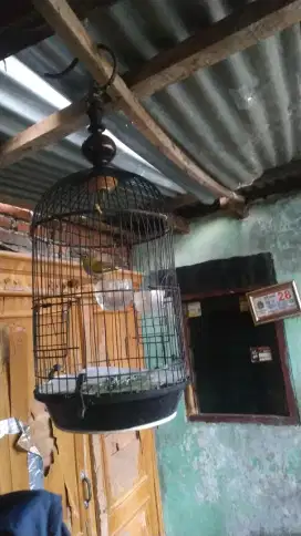 Kandang + isinya dah wiksar