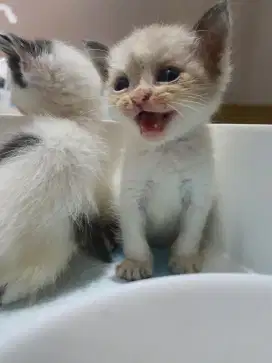 JANTAN RAS MIXBREED RAGDOLL X BSH