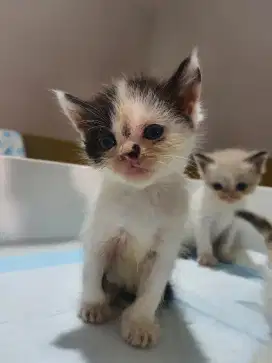 SAPI BETINA RAS MIXBREED BSH X RAGDOLL