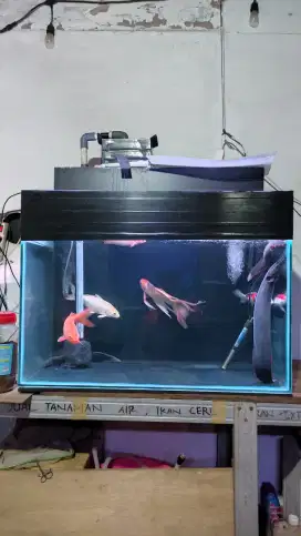 Aquarium 88x52x65 fulset tinggal colok kaca 8/10ml