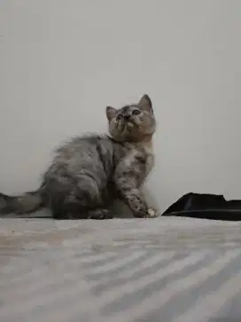Lepas Adopt Kitten Tortie