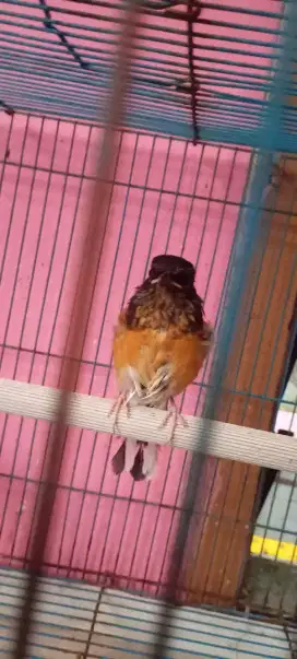 Burung Murai Batu Medan Trotol Jantan