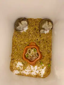 Sepasang indukan hamster campbell