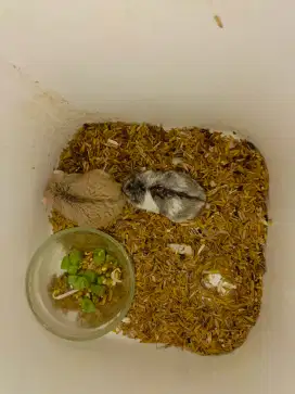 Sepasang indukan hamster campbell