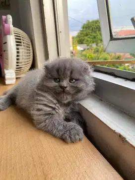 Kucing Scottish Fold