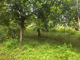 Kebun rambutan murah 5200 m2 kontur tanah datar