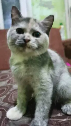 British short hair bsh
