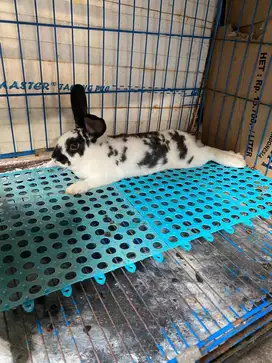 Kelinci Rex Jantan Murah