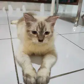 Kucing ragdol umur 10 bulan
