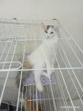 kucing persia bulu kapas