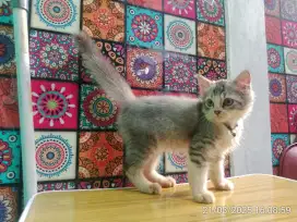 Kucing persia (kitten)