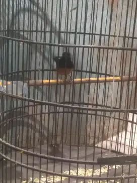 Burung Murai Hutan