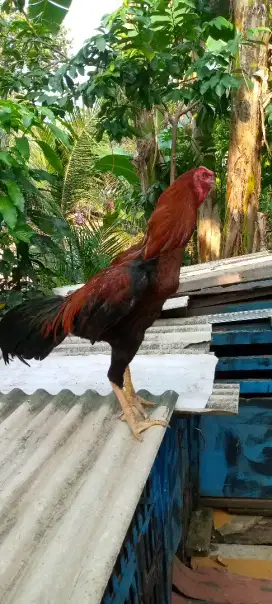 Jual ayam Bangkok pakoy